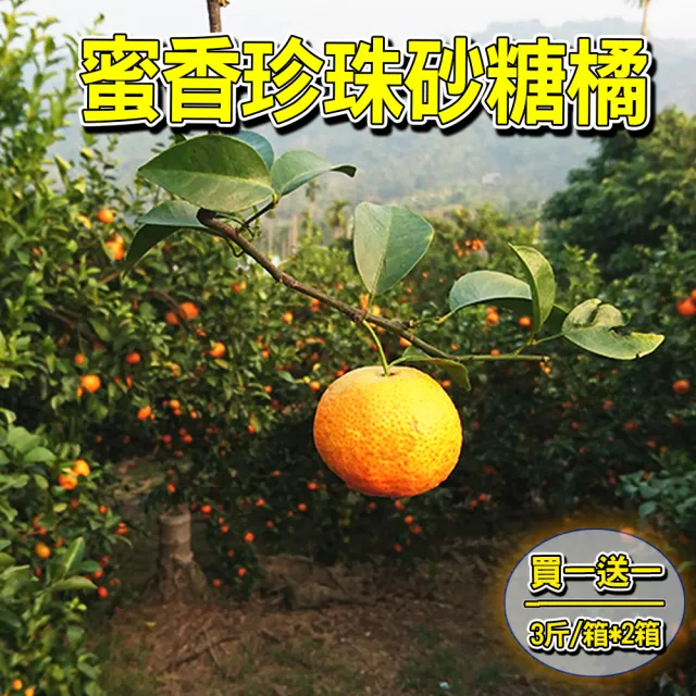 【台灣鮮果-買一送一】蜜香珍珠砂糖橘(3斤/箱-共2箱)