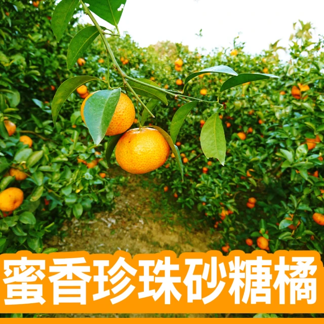 家購網嚴選 台中東勢茂谷柑 4斤x2盒 27A(11~12粒