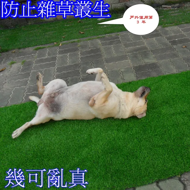 【園藝世界】人造草皮-200*120公分.長寬+-5公分內(仿真草皮/地板裝飾/裝潢配件/人造草皮)