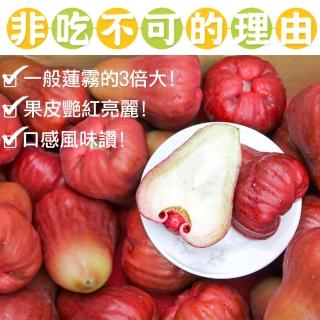 【鮮果日誌】蓮霧界的LV 黑糖芭比2.5臺斤