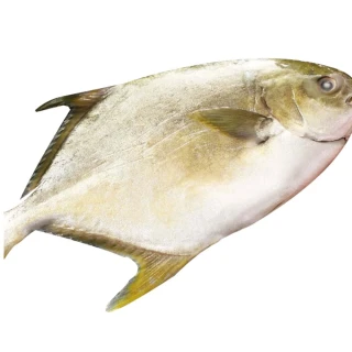 【上野物產】4隻 澎湖 野生黃金鯧 全魚(650g±10%/隻 海鮮/鯧魚)