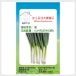 【蔬菜工坊】D12.日升大蔥種子(0.84克-約400顆)