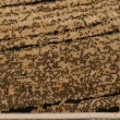 【Ambience】比利時Shiraz 時尚地毯-樹輪黃(160x230cm)