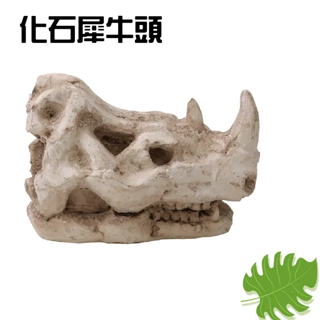 化石犀牛頭-大