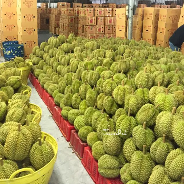 【台灣紅】泰國空運金枕頭榴槤10Kgx1箱(3-4顆裝/10Kg±10%/箱_唯一全程低溫保鮮配送)