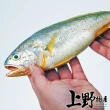 【上野物產】8隻 野生白口魚(135g±10%/隻 海鮮/魚/烤肉)