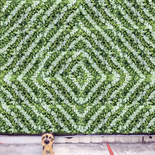 【園藝世界】人造草皮-植牆草40*60公分-2片(雪花/油菜花 新品上市)