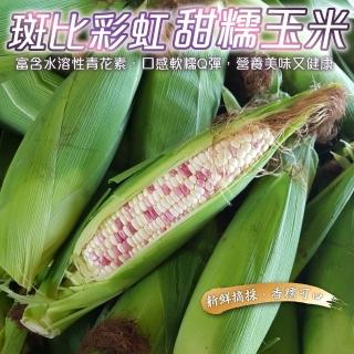 【WANG 蔬果】斑比彩虹甜糯玉米5斤x1箱(8支入/箱 農民直配)