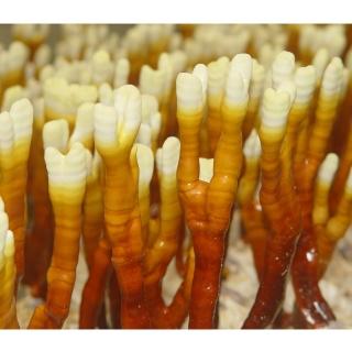 【亞源泉】100%野生鹿角靈芝(贈亞源泉系列商品1包)