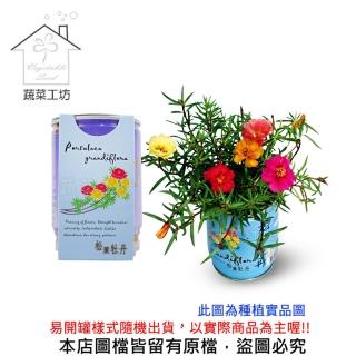 【蔬菜工坊】iPlant易開罐花卉(松葉牡丹)