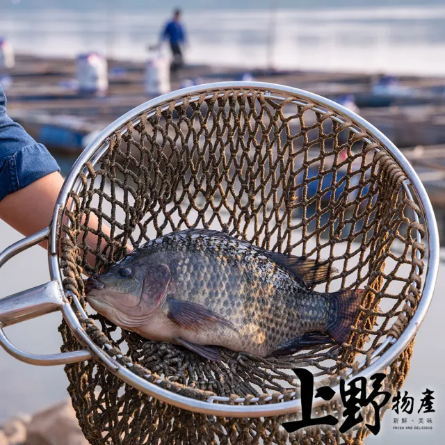 【上野物產】16隻 台灣產 養殖鯛魚