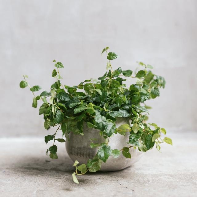 【花意空間】辟荔植物盆栽(植栽 淨化空氣 開幕送禮)