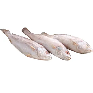 【上野物產】16隻 野生白口魚(135g±10%/隻 海鮮)