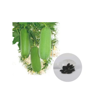 【蔬菜工坊】G103.黑子短型絲瓜種子(名家)