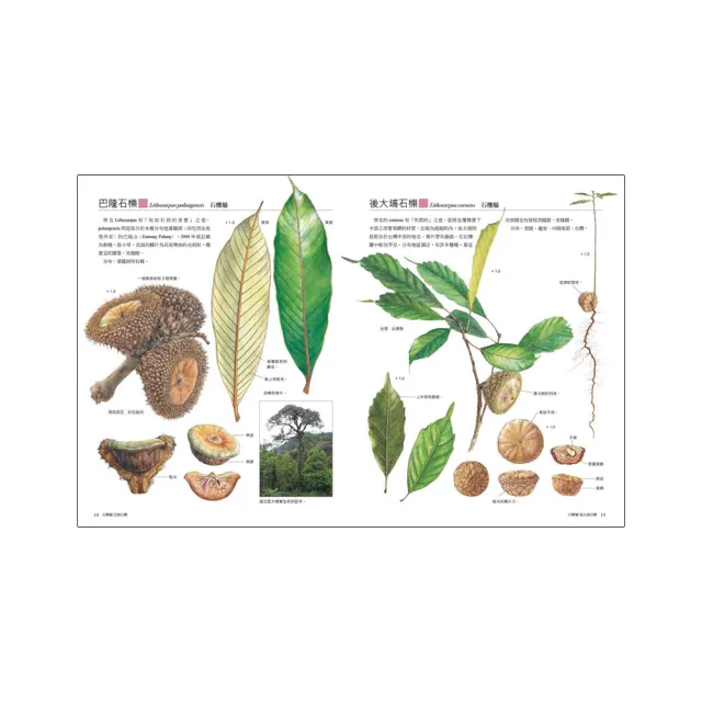 世界橡實圖鑑：環遊亞、歐、美、非洲132種殼斗科觀察手繪寫真