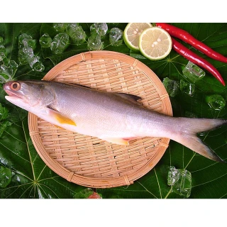 【新鮮市集】人氣原味午仔魚12尾(250-300g/尾)