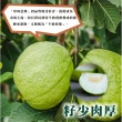 【光合果物】高雄特級燕巢珍珠芭樂 10斤裝(約14-16顆/箱)