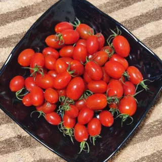 【光合果物】溫室玉女小番茄 3盒(約1斤/盒)