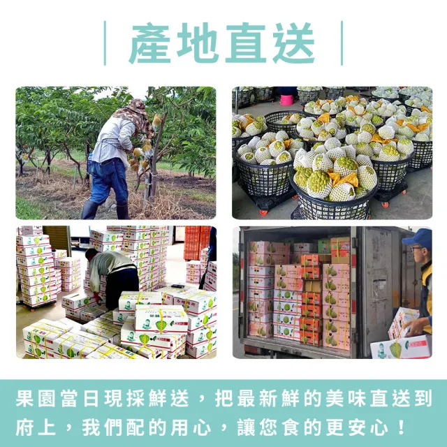 【金好迦】嚴選台東大目釋迦 A級果 10斤x2箱(10-11顆/箱)