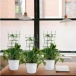 【Planter】5個裝園林塑膠植物支撐架(爬藤支架 園藝工具 植物支撐架 爬藤支架 園藝工具 月季支架)
