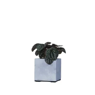 【原植】皺葉椒草 植物 盆栽(水泥盆栽·淨化空氣·辦公室桌面盆栽·室內植物)