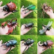 【SKYOCEAN】仿真昆蟲玩具仿真動物模型*2入(2入 螞蟻/蜘蛛/蚱蜢/瓢蟲)