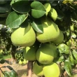 【台南麻豆王家】50年老欉文旦10斤x1箱(9-16顆/箱 SGS認證 中秋送禮 企業團購 揪團 文旦 柚子)