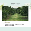 【台南麻豆王家】50年老欉文旦10斤x2箱(9-16顆/箱 SGS認證 中秋送禮 企業團購 揪團 文旦 柚子 買一送一)