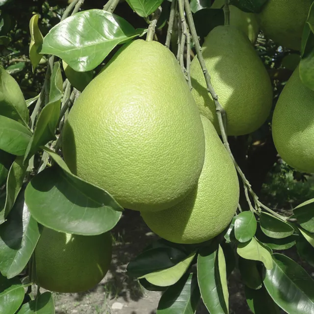 【花蓮鶴岡王家】50年老欉文旦10斤x2箱(9-16顆/箱 SGS認證 中秋送禮 企業團購 揪團 文旦 柚子 買一送一)