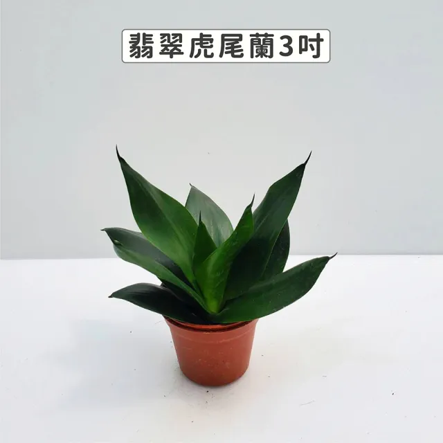 【Gardeners】翡翠虎尾蘭 3吋盆-1入(室內植物/綠化植物/觀葉植物)