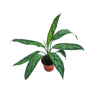 【Gardeners】黑美人粗肋草 3吋盆 -1入(室內植物/綠化植物/觀葉植物)