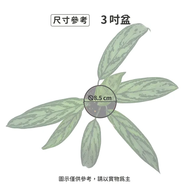 【Gardeners】黑美人粗肋草 3吋盆 -1入(室內植物/綠化植物/觀葉植物)