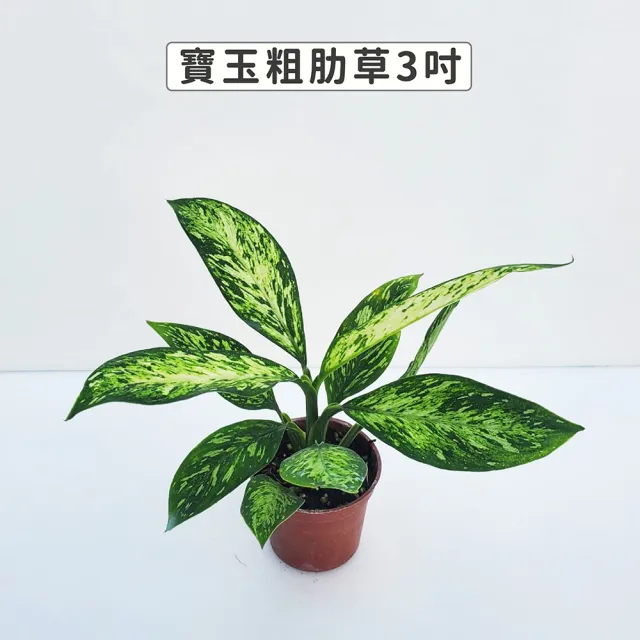 【Gardeners】寶玉粗肋草 3吋盆 -1入(室內植物/綠化植物/觀葉植物)