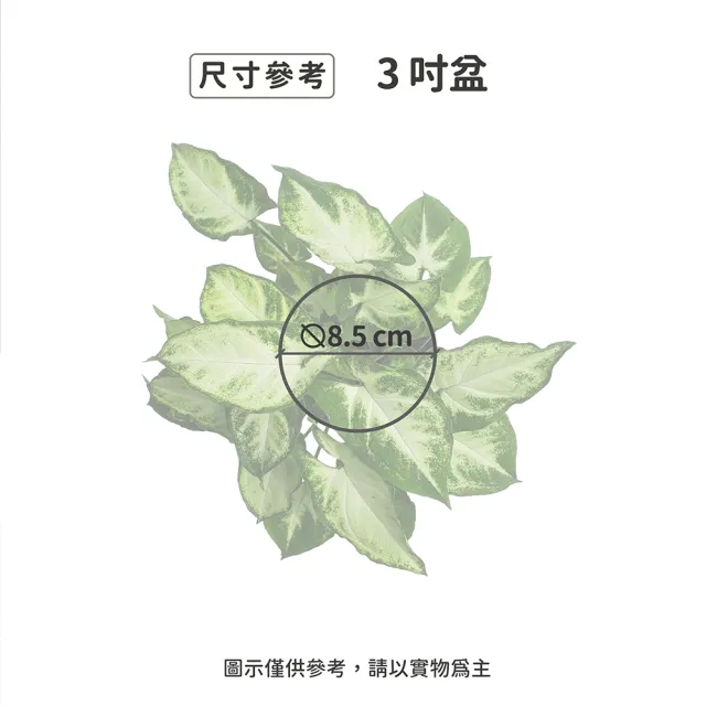 【Gardeners】綠精靈合果芋 3吋盆-1入(室內植物/綠化植物/觀葉植物)