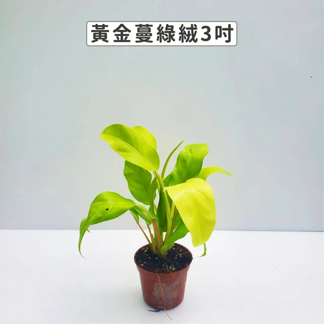 【Gardeners】黃金蔓綠絨 3吋盆 -1入(室內植物/綠化植物/觀葉植物)
