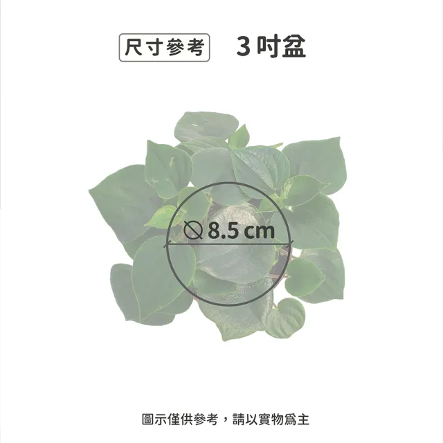 【Gardeners】心願椒草 3吋盆 -1入(室內植物/綠化植物/觀葉植物)