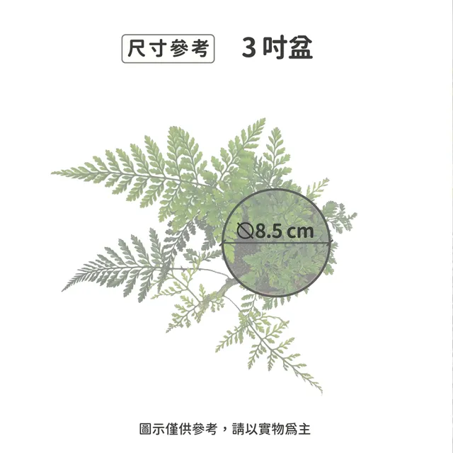 【Gardeners】兔角蕨 3吋盆 -1入(室內植物/綠化植物/蕨類植物)