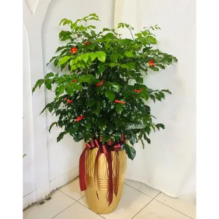 【偉盛花坊】金盆系列之進財樹(開幕．榮陞．喬遷．公司行號．佈置)