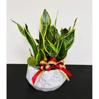 【偉盛花坊】虎尾蘭盆栽B(朋友．榮陞．喬遷．公司行號．桌上擺飾)