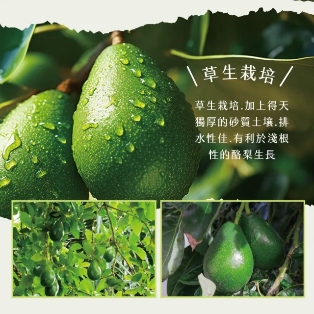 【初品果】屏東高樹鮮採酪梨5斤4-7顆x2盒(幸福牛油果_草生栽培)