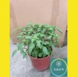 【花森好市】九層塔5-6吋(紅骨九層塔 植物 盆栽)