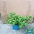 【花森好市】綠薄荷 清箭薄荷 荷蘭薄荷5-6吋(香氣 香草植物 盆栽 薄荷類)