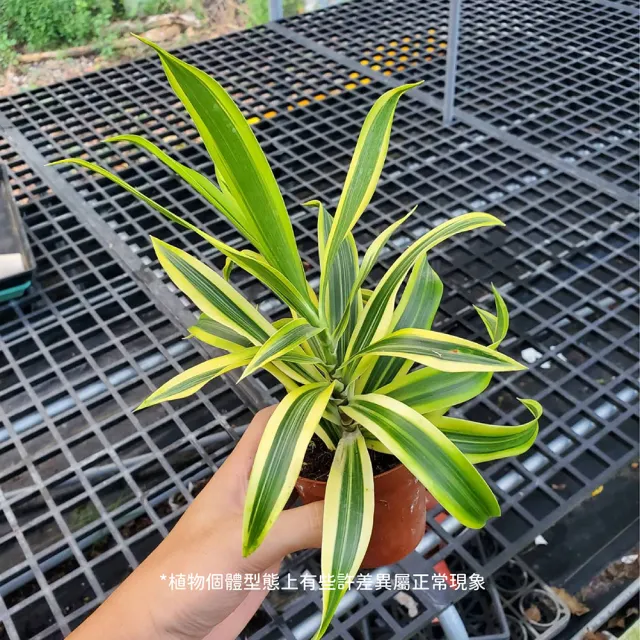 【Gardeners】黃金百合竹 3吋盆 -1入(室內植物/綠化植物/觀葉植物)