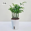 【Gardeners】植物3吋小品DIY組合2-自動吸水盆套組1入(室內植物/綠化植物/觀葉植物)