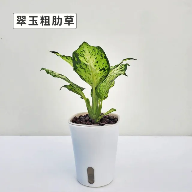 【Gardeners】植物3吋小品DIY組合2-自動吸水盆套組1入(室內植物/綠化植物/觀葉植物)