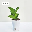 【Gardeners】植物3吋小品DIY組合2-自動吸水盆套組1入(室內植物/綠化植物/觀葉植物)