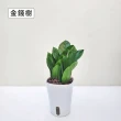 【Gardeners】植物3吋小品DIY組合1-自動吸水盆套組1入(室內植物/綠化植物/觀葉植物)