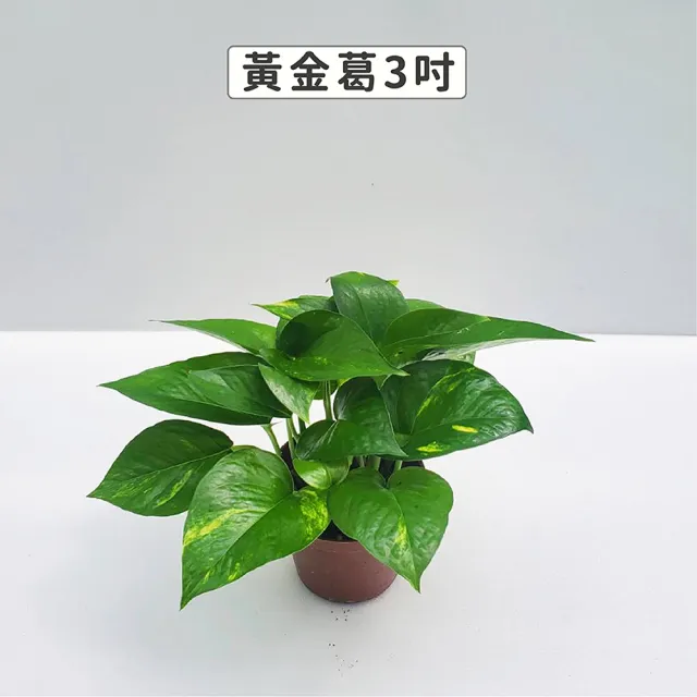 【Gardeners】三吋小品植物任選50元-1入(觀葉植物/室內植物/綠化植物)