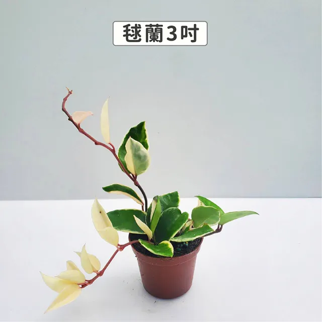 【Gardeners】三吋小品植物任選50元-1入(觀葉植物/室內植物/綠化植物)