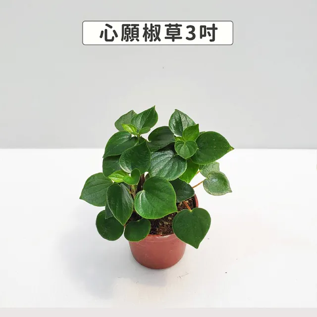 【Gardeners】三吋小品植物任選50元-1入(觀葉植物/室內植物/綠化植物)